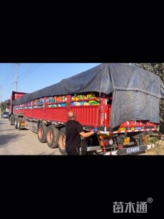 高度20厘米半枝莲