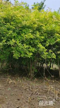 高度300厘米金叶接骨木