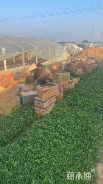 高度30厘米大滨菊