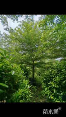 11公分小叶榄仁