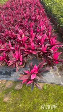 高度45厘米亮叶朱蕉