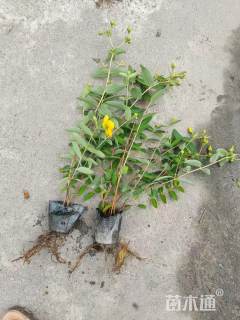 高度45厘米金丝桃