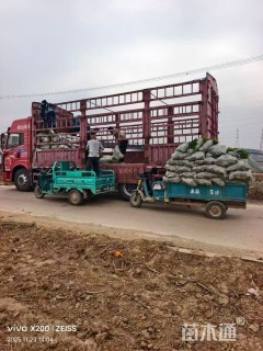 高度30厘米金边黄杨