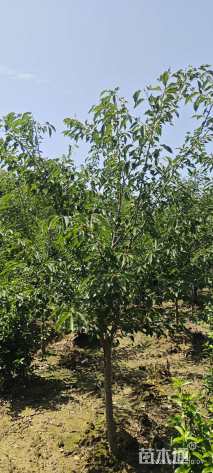 4公分染井吉野樱