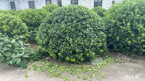 冠幅150厘米海桐球