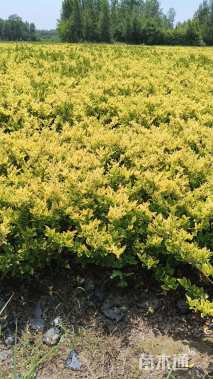 高度40厘米金森女贞