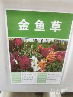 金鱼草金鱼草种子