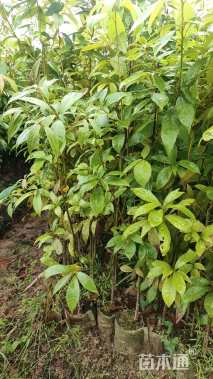 高度100厘米金丝楠木小苗