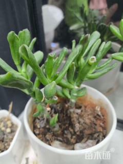 高度20厘米冷饭团