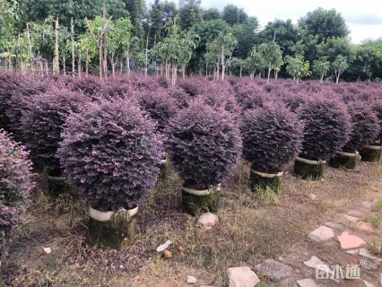 高度60厘米红花继木