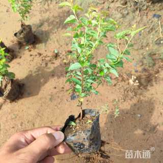 高度15厘米金焰绣线菊