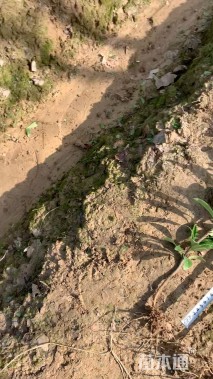 高度50厘米海桐小苗