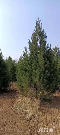 高度350厘米白皮松