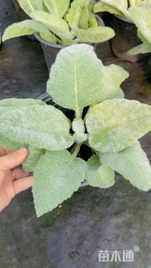 高度20厘米鼠尾草