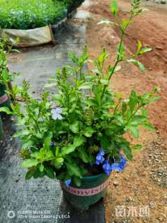 高度40厘米春羽