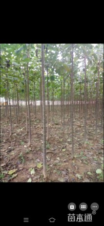 4公分速生楸树