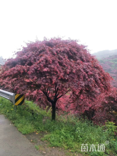 高度500厘米羽毛枫