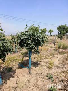 高度150厘米高杆月季