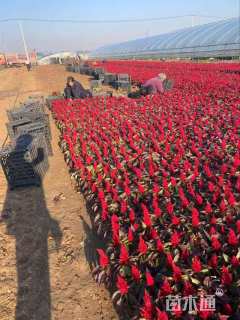 高度23厘米鸡冠花