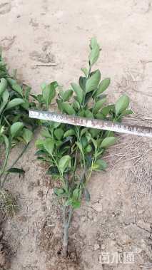 高度40厘米大叶黄杨