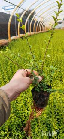 小杯苗亮晶女贞小苗