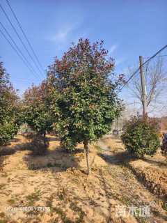 14公分高杆红叶石楠