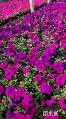 高度15厘米牵牛