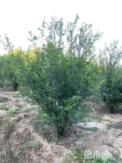 高度180厘米花石榴