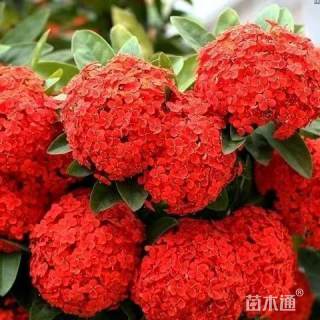 高度10厘米无尽夏绣球