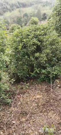 高度350厘米丛生桂花