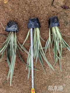 高度30厘米山管兰