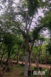 10公分朴树