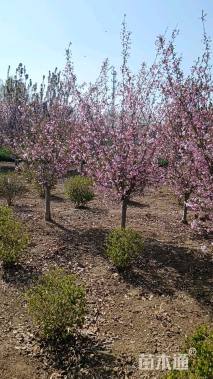 4.8公分垂丝海棠