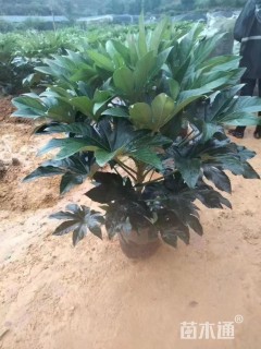 高度80厘米八角金盘