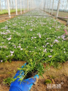 高度5厘米丛生福禄考