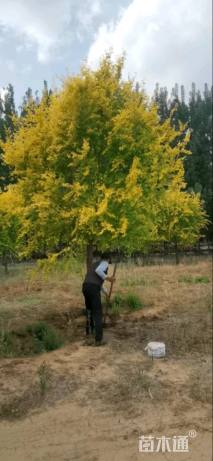 冠幅120厘米金叶榆球