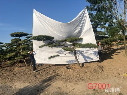 35公分造型松