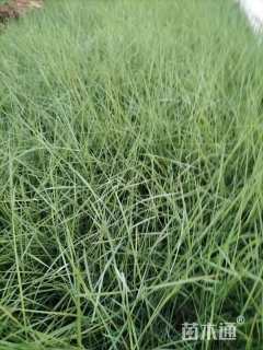 高度20厘米细叶芒