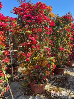 高度200厘米三角梅