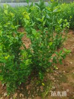 高度40厘米卫矛