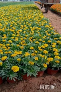 高度15厘米孔雀草