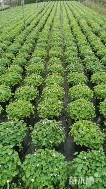 高度20厘米肾叶堇