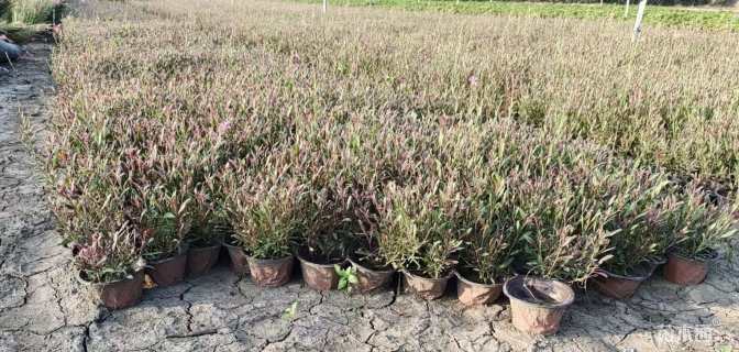 高度20厘米山桃草