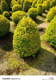 1公分造型亮晶女贞