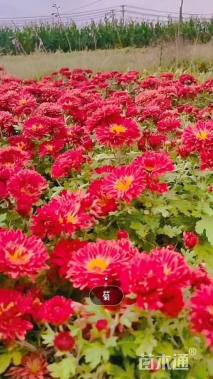 高度20厘米地被菊