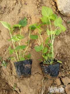 高度40厘米芙蓉葵