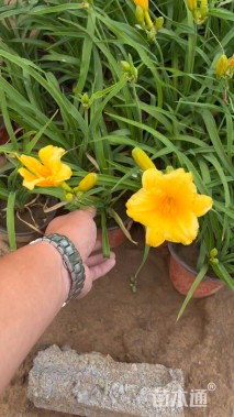 高度30厘米金娃娃萱草