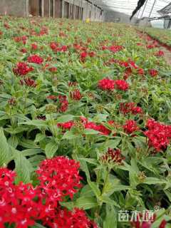 高度20厘米五星花