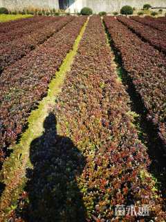 高度28厘米紫鹃