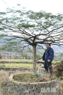 高度200厘米羽毛枫